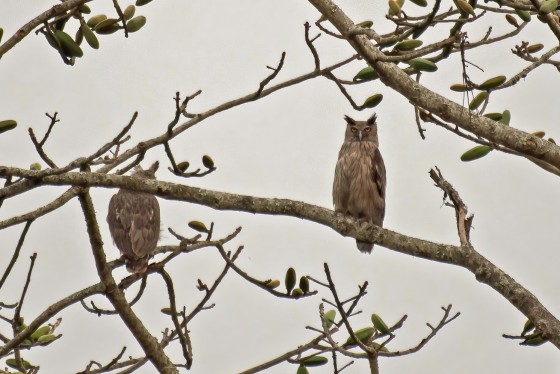 Birds